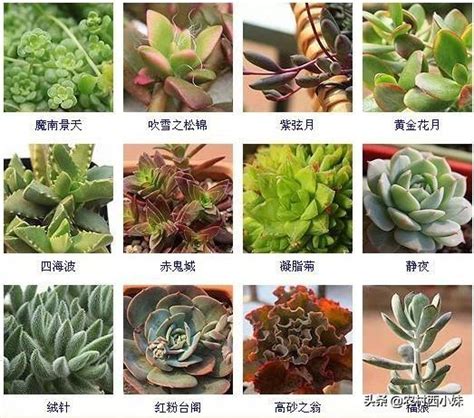 品種大全多肉植物名稱|41 種人氣多肉植物名稱大集合！新手到資深植物迷的。